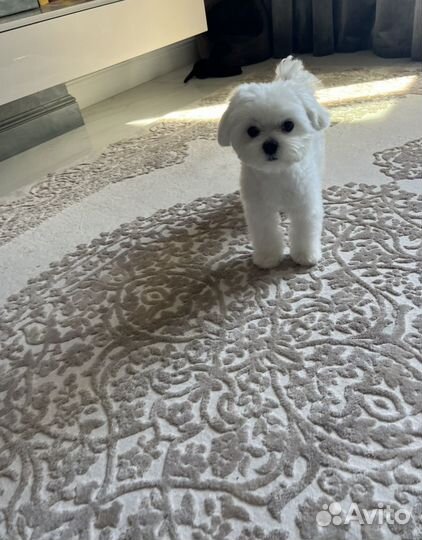 Мальчик мальтезе (мини) ищет подружку
