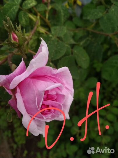 Цветы садовые