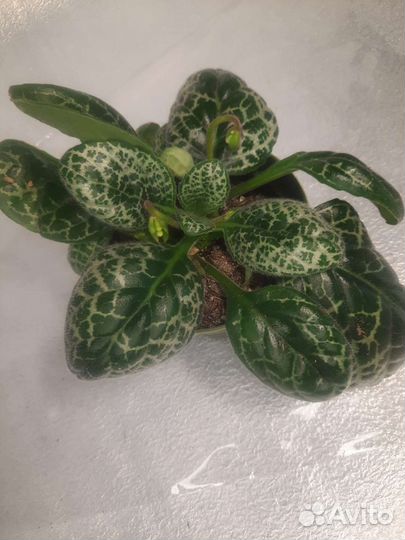 Стрептокарпус Симпатичная черепаха (Pretty turtle)