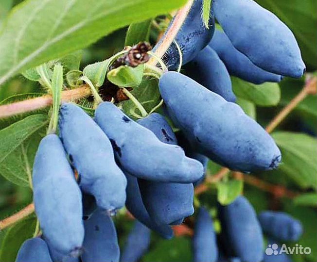 Саженцы жимолости