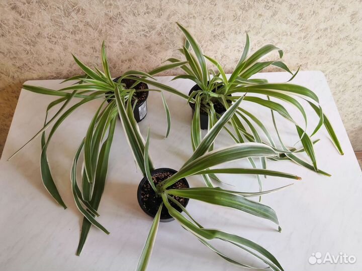 Комнатные цветы