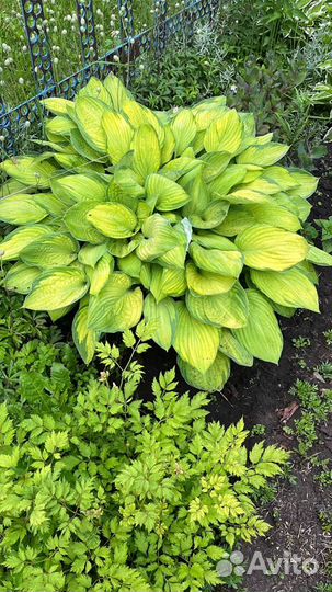 Растения для сада