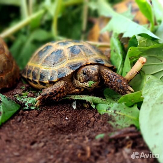 Черепаха сухопутная