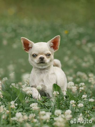 Мини девочка чихуахуа