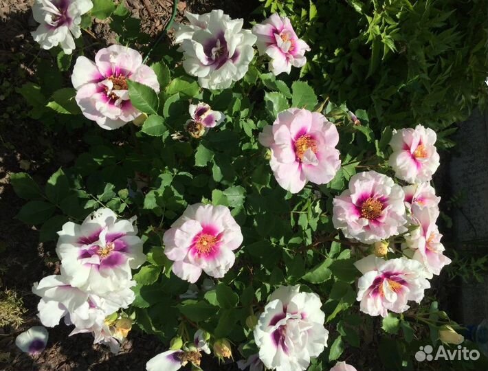 Розы Rhapsody in Blue и Eyes For You