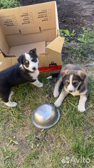 Собаки Хаски щенки