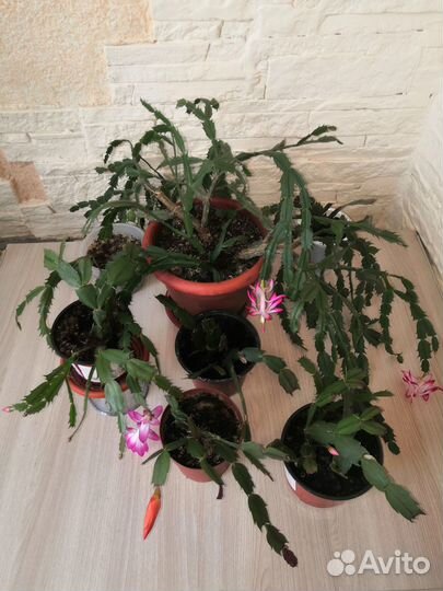 Комнатные цветы цветущие