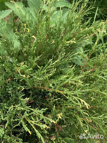 Можжевельник казацкий экстра