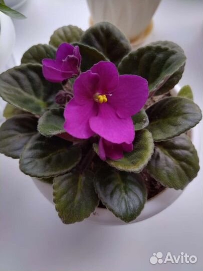 Домашние цветы