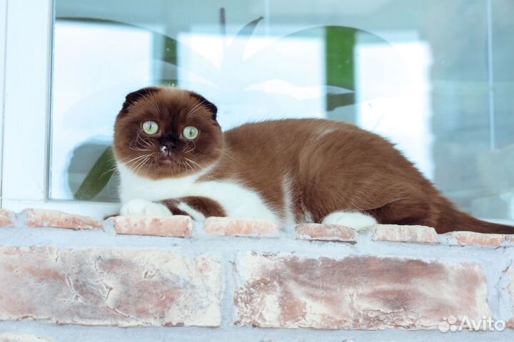 Юниоры в совладение.Подробности в описании