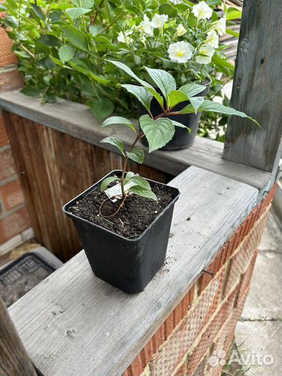 Гортензия метельчатая саженцы