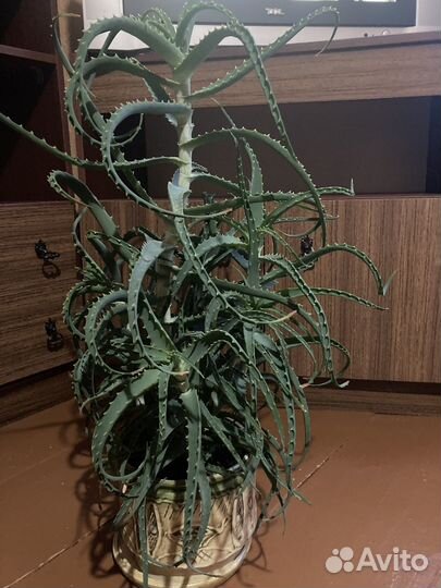 Алоэ лечебный, 5 лет