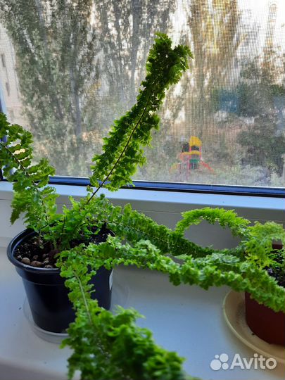 Папоротник кудрявый