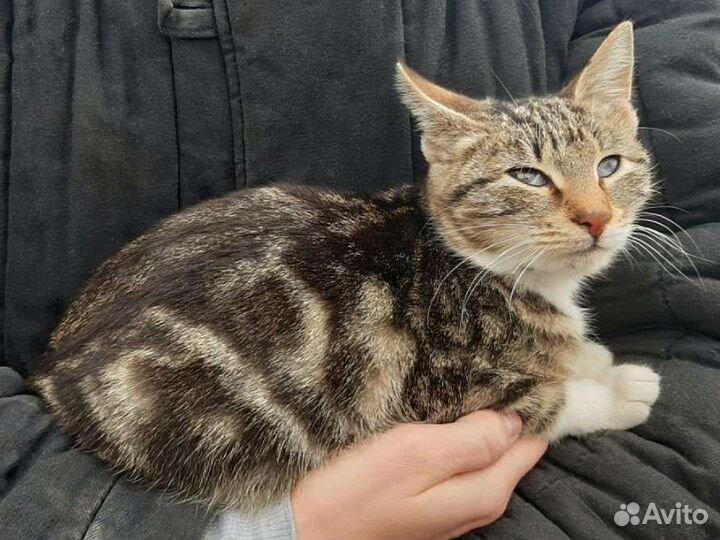 Кошечка, в добрые руки