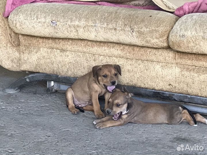 Питбультерьер