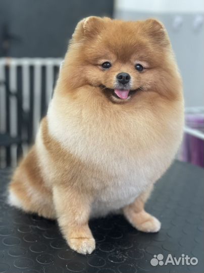 Стрижка собак и кошек Новый вал 29 (багратиона)