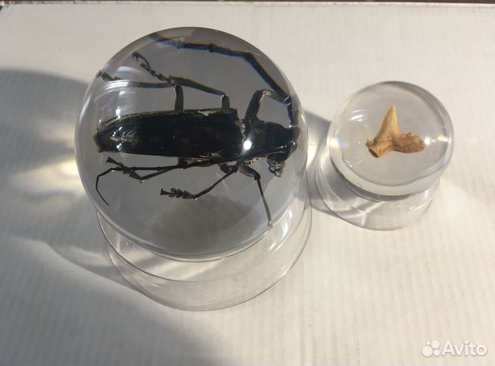 Насекомые в акриле сферы Жук -Усач и зуб акулы