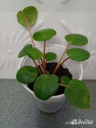 Пеперомии, сингониум Орм нак Грин, Толмия