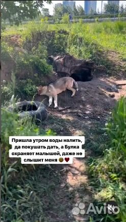 Пристраиваем щенят