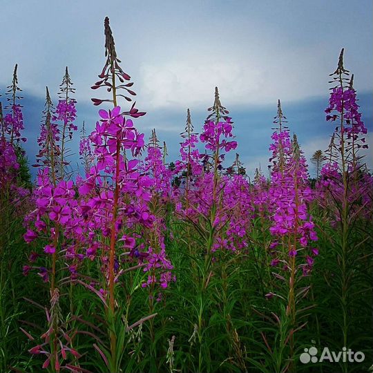 Иван чай ферментированный