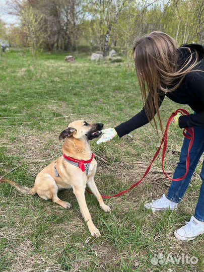 Добрая и умная собака грустит в приюте