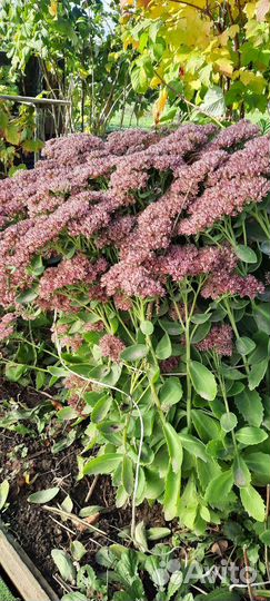 Очиток видный саженцы - отростки делёнки