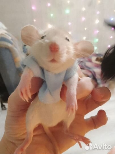 Крыса дамбо и дамбо-рекс