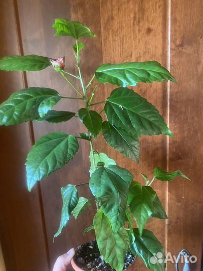 Китайская роза