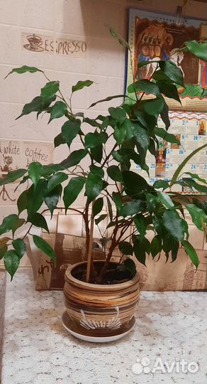 Фикус Бенджамина