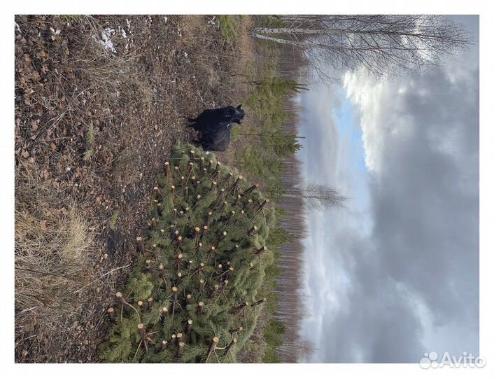 Сосна, ель, пихта, лапник