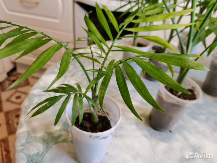 Комнатные растения цветы