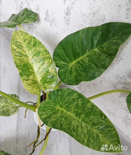 Филодендроны 2