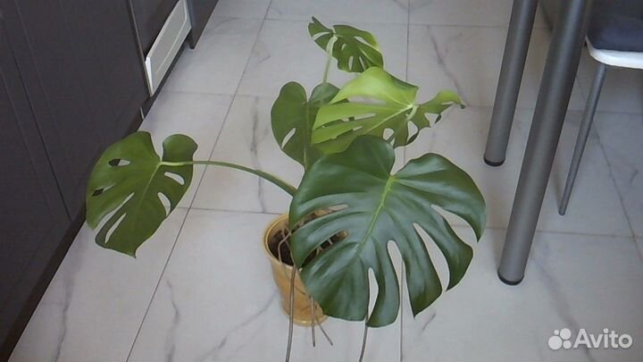 Комнатные растения