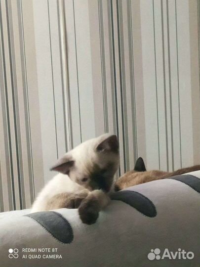 Тайские котята