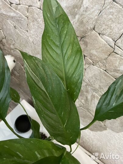 Спатифиллум diamond