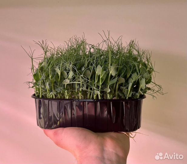 Микрозелень, пищевые цветы