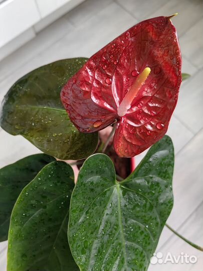 Хавортия жемчужная суккуленты