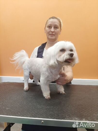 Стрижка собак, кошек, экспресс-линька.Lucky Собаки