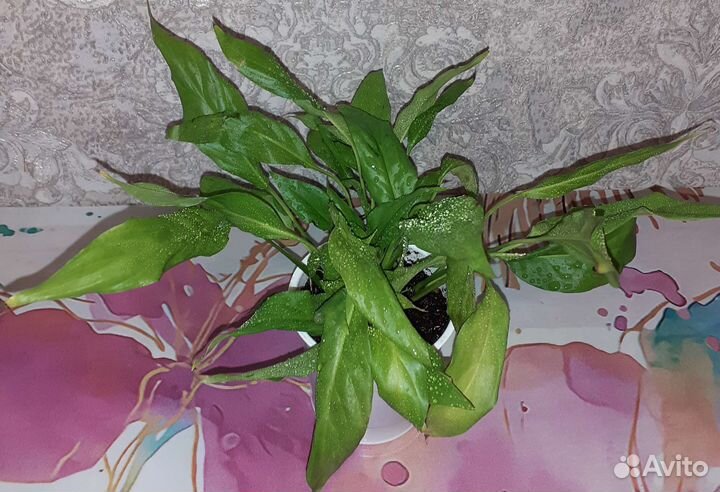 Спатифиллум