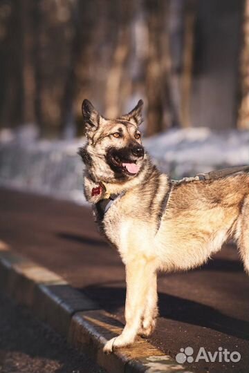Овчарка метис Реми в дар волчонок