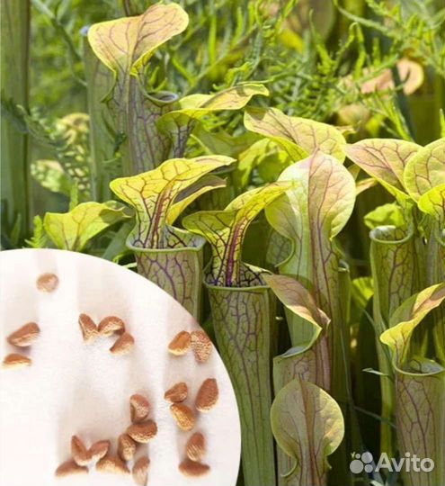 Семена хищных саррацений, разные сорта эксклюзив