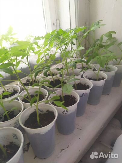 Рассада помидор