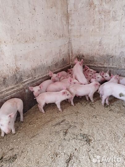 Поросята месячные