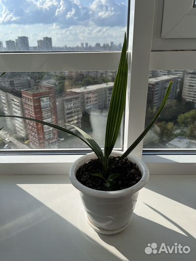 Финиковая пальма