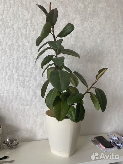 Фикус эластика