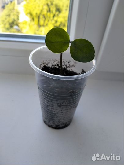 Замиокулькас