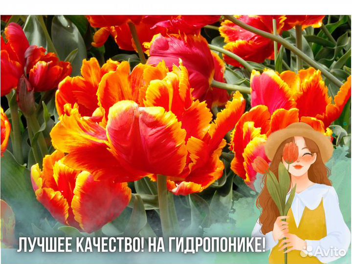 Тюльпаны оптом от производителя