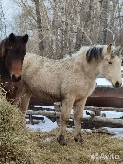 Продам жеребят