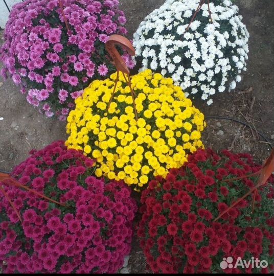 Мультифлора хризантема