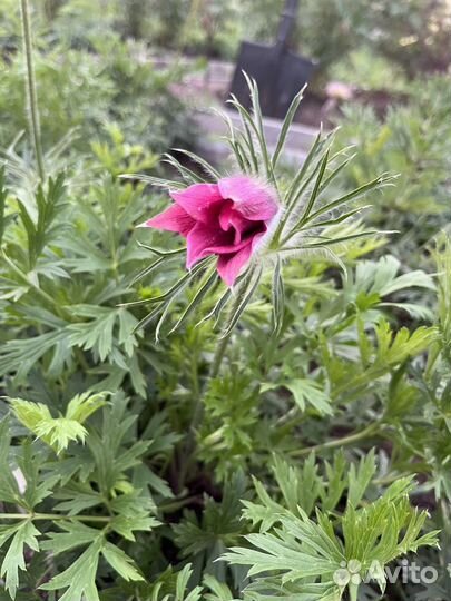 Прострел сон-трава